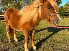 2 year old mini Gelding