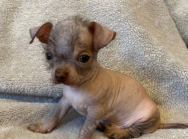Chihuahua Cross Chinese Crested Pups