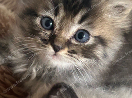 Ragdoll X Persian Kittens