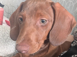 Dachshund for sale