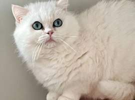 Zeus, Rare Copper Silver, British Shorthair, Male