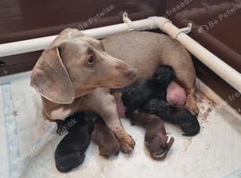 Miniature Dachshund Puppies
