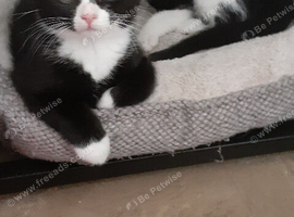 Two male kittens looking for there forever home