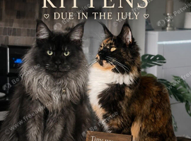 Waiting list open main coon kittens due in 3 weeks