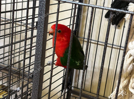 King parrots Glasgow
