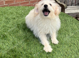 Pomeranian x miniature poodle puppies