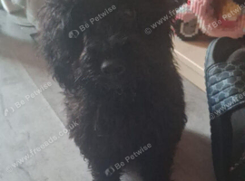 Cockapoo bitch 4 months