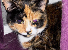 Beautiful Calico for Rehoming