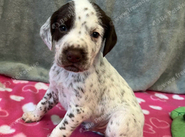 6 beautiful short haired pointer puppies