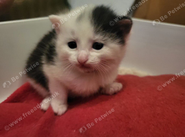 Beautiful kittens