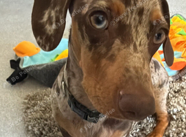 Cookie the loving 9 month old miniature dachshund