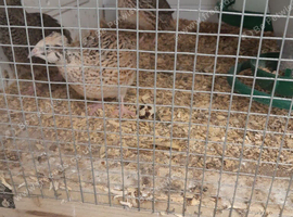 Jaoanese quail