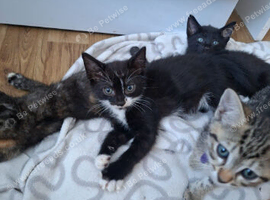 READY NOW!..BOY KITTEN.
