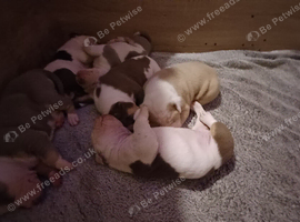 American Bulldog puppies for sale