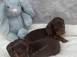 4 beautiful miniature Dachshund