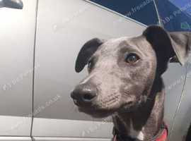Beautiful blue kc registered whippet up for stud