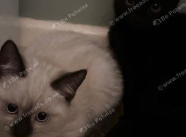 ragdoll mixed with bombay kittens