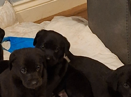 KC registered black labrador pups