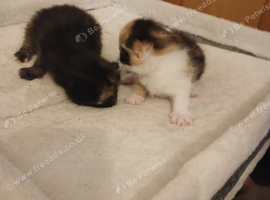 Kittens