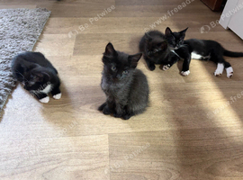 Ragdoll cross kittens