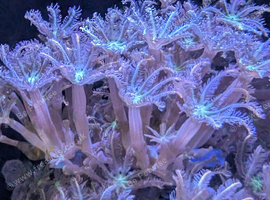Firework clove polyps ( 10+heads)
