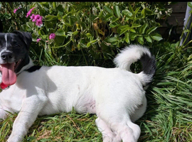 Jack russel girl vixie 7 half months