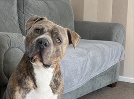 Zino is wanting his forever home