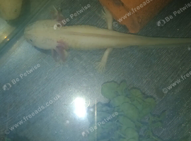 Male axolotl