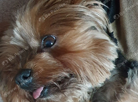 Small , perhaps a little older, Yorkshire Terrier or Maltipoo sized dog. Dorset/ 50 mile radius Cornwall areas