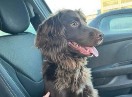 20 month old cocker spaniel George