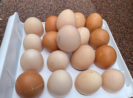 Chicken Hatching Eggs - Mixed breeds