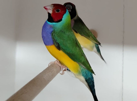 GOULDIAN FINCHES
