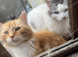 2 elderly cats need loving home