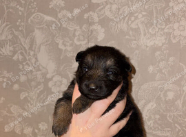 German shepherd pups for sale
