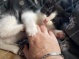 Two kittens available