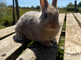 One beautiful Netherland dwarf for sale