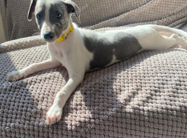 Whippet puppies ready now for there forever homes