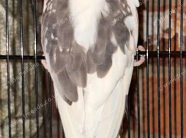 Lovely cock pied