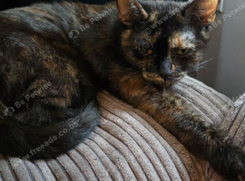 Need rehoming asap female cat send me a offer