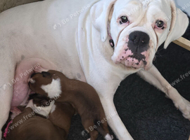 Beautiful red and white boxer puppies