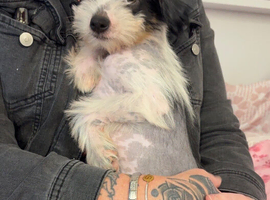 2 Chinese crested puppies