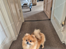 Pomeranian girl 17months