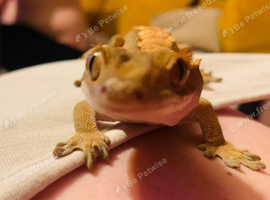 Female egg laying harlequin crested gecko with bio active plant growing cleaning crew envirotank