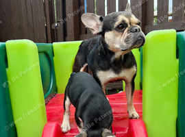 French Bulldog Puppy!!!