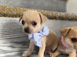 Chihuahua puppies 1 boy left