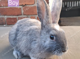 3 baby rabbits for sale