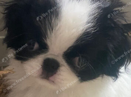Beautiful Japanese chin puppies last puppy