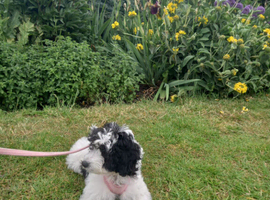 4 month old Millie Moo