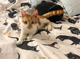 6 month old ginger kitten