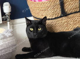 11 month boy cat for rehoming
